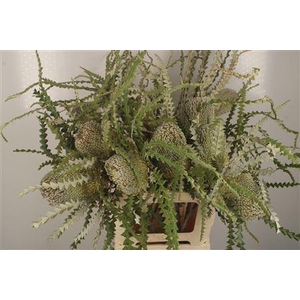 Banksia Speciosa