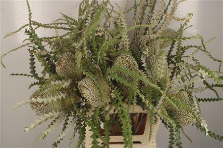 <h4>Banksia Speciosa</h4>