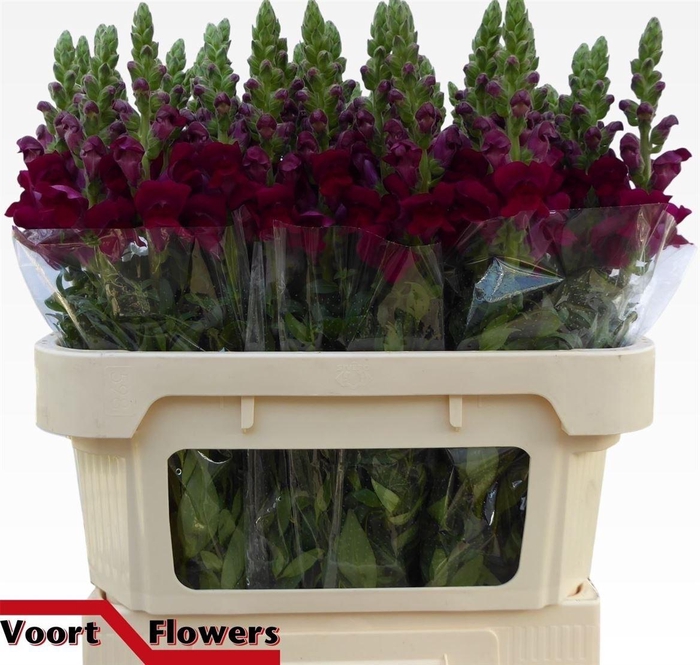 <h4>Antir Antibes Red</h4>