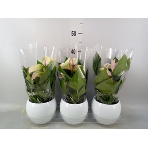 Anthurium  'Karma White'