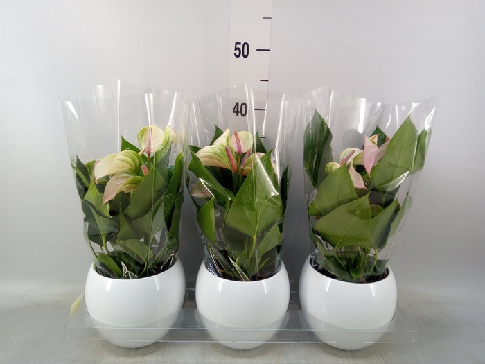 <h4>Anthurium  'Karma White'</h4>