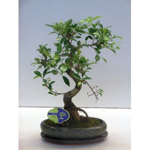 Ficus retusa, 24cm., shape, with drip tray