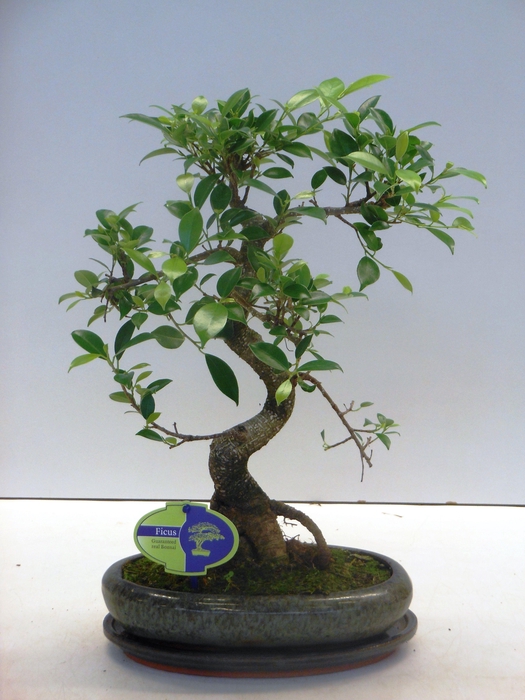 <h4>Ficus retusa, 24cm., shape, with drip tray</h4>