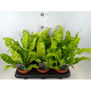 Asplenium nidus 'Crispy Wave'