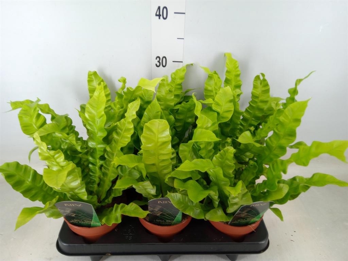<h4>Asplenium nidus 'Crispy Wave'</h4>