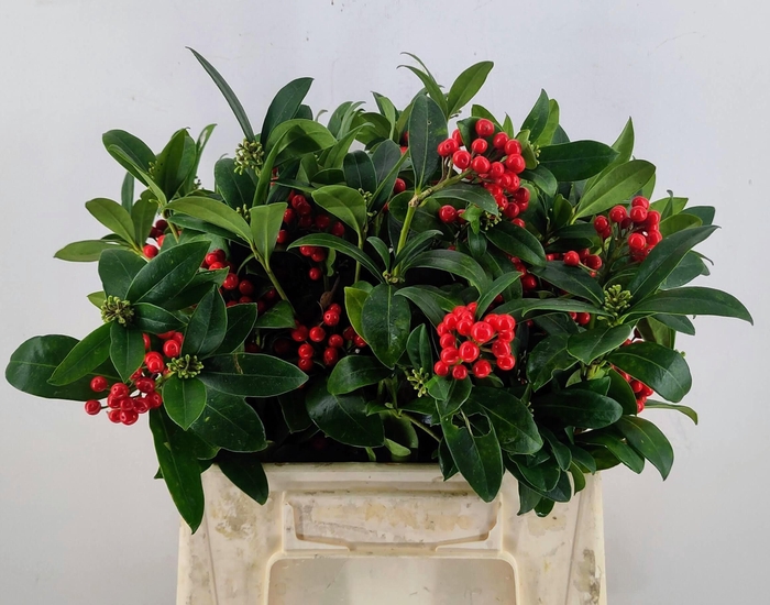 <h4>SKIM R MAG W RED BS</h4>