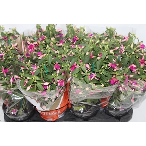 BRINCO DE PRINCESA P15