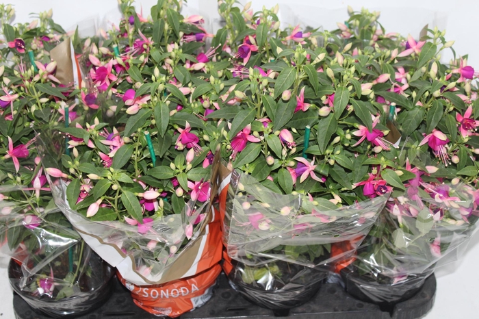 <h4>BRINCO DE PRINCESA P15</h4>