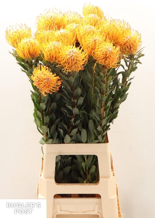 <h4>LEUCO AYOBA SUN</h4>