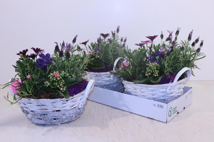 <h4>ARR TUINPLANTEN</h4>