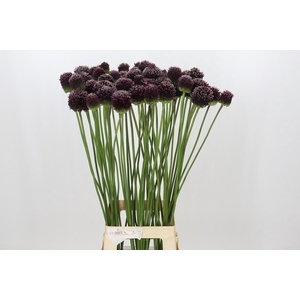 Allium Forelock