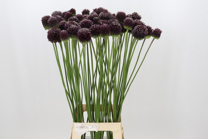 <h4>Allium Forelock</h4>