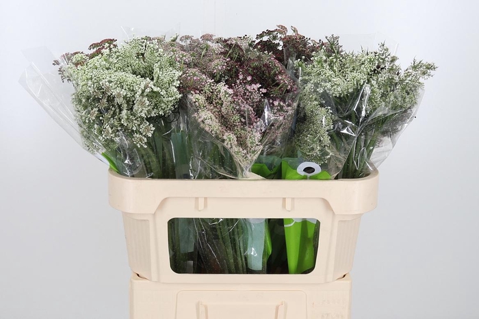 <h4>Daucus Carota</h4>