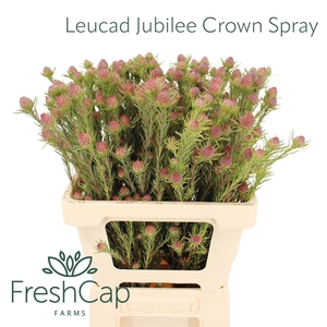 Leucad Jubilee Crown