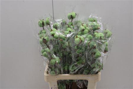 <h4>Katoen Dark Green</h4>