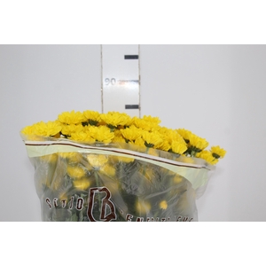 CRISANTEMO SANTINI REJUMBO 080 CM