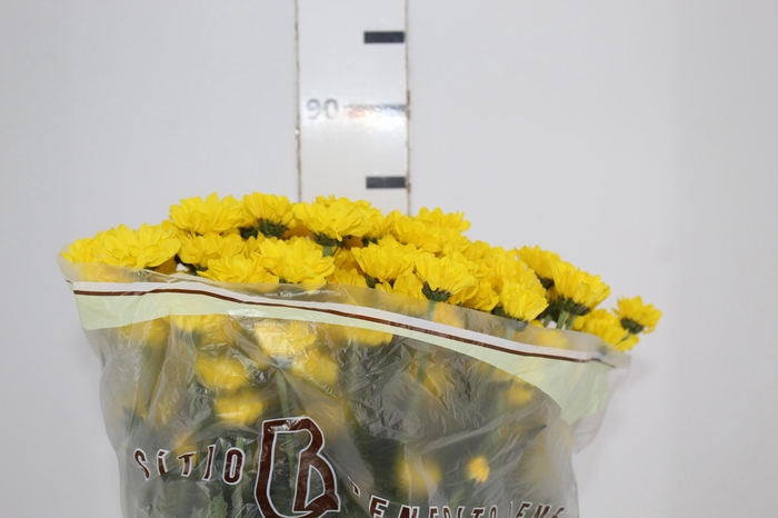 <h4>CRISANTEMO SANTINI REJUMBO 080 CM</h4>