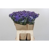Ageratum houstonianum 'JJ Violet Blue'