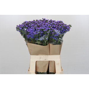 Ageratum houstonianum 'JJ Violet Blue'