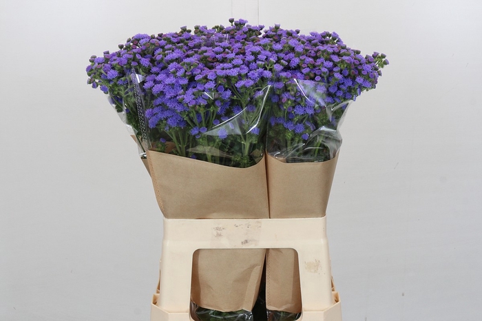 <h4>Ageratum houstonianum 'JJ Violet Blue'</h4>
