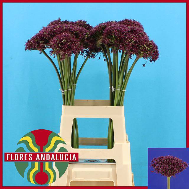 <h4>ALLIUM CHERRY</h4>
