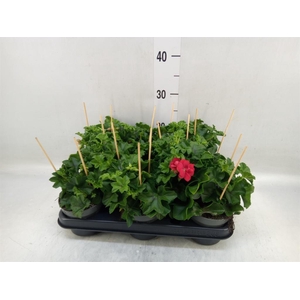 Pelargonium pelt.   ...