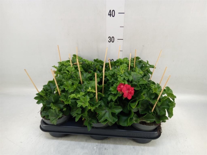 <h4>Pelargonium pelt.   ...</h4>