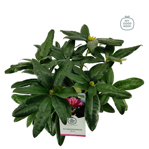 <h4>Rhododendron 30-35 /2 liter 'Delta'</h4>