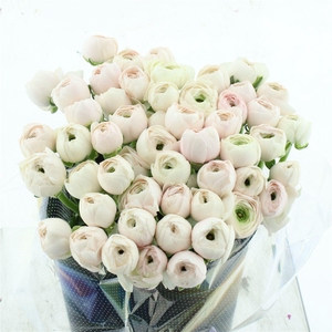 Ran Su Sr Hanoi Extra