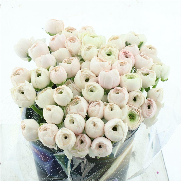 <h4>Ran Su Sr Hanoi Extra</h4>