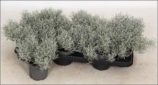 <h4>LEUCOPH BROWNII</h4>