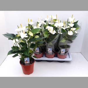 ANTHU AN ADIOS WHITE