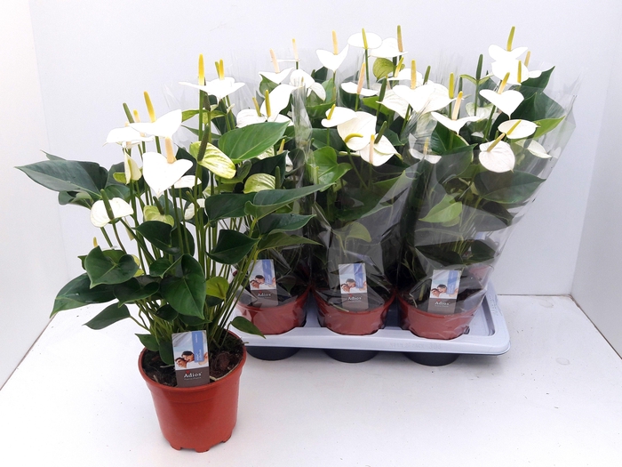 <h4>ANTHU AN ADIOS WHITE (NEW)</h4>