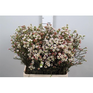 Chame Uncinatum Ov Wit