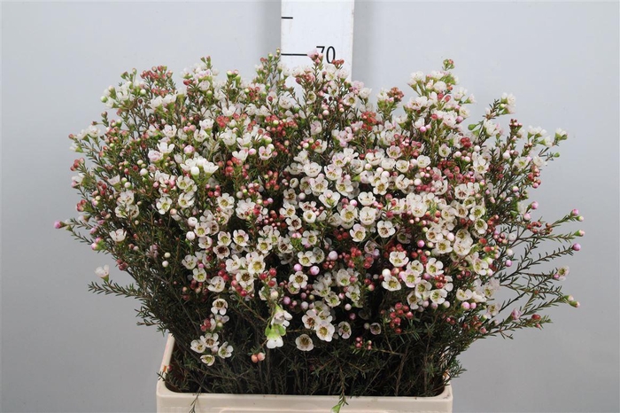 <h4>Chame Uncinatum Ov Wit</h4>