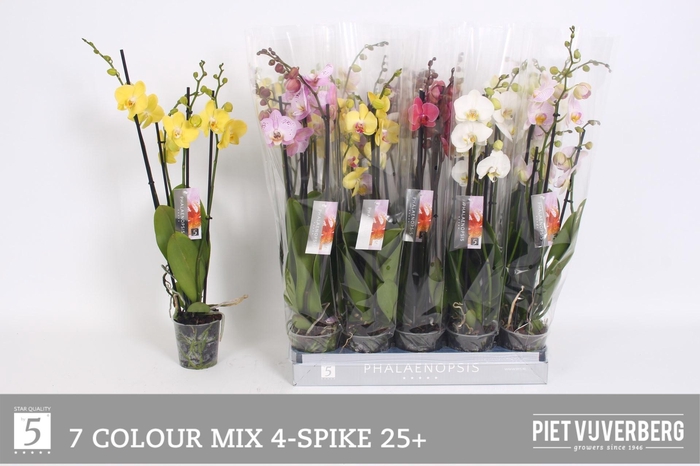 <h4>PHAL GEM 7 KL</h4>