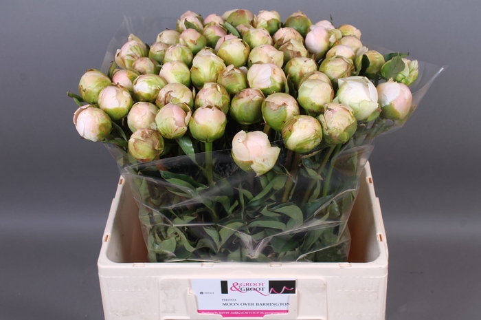 <h4>Paeonia Moon Over Barrington</h4>