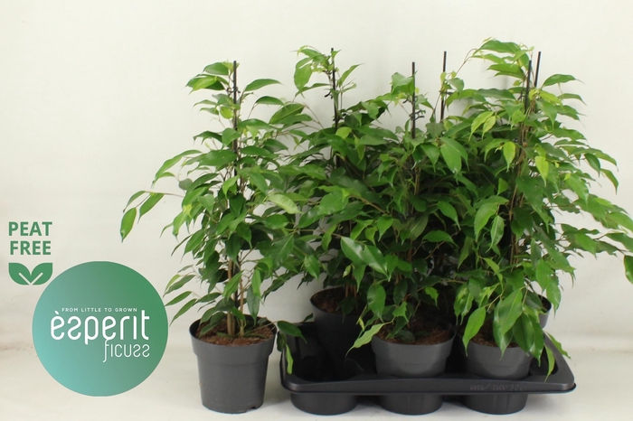 <h4>FIC BE DANITA</h4>