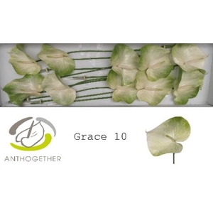 Anth A Grace 15 cm X10 Spek Flowers