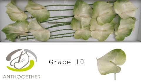 <h4>Anth A Grace 15 cm X10 Spek Flowers</h4>