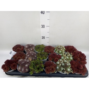 Sempervivum   ...mix