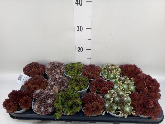 <h4>Sempervivum   ...mix</h4>