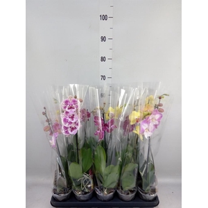 Phalaenopsis   ...mix