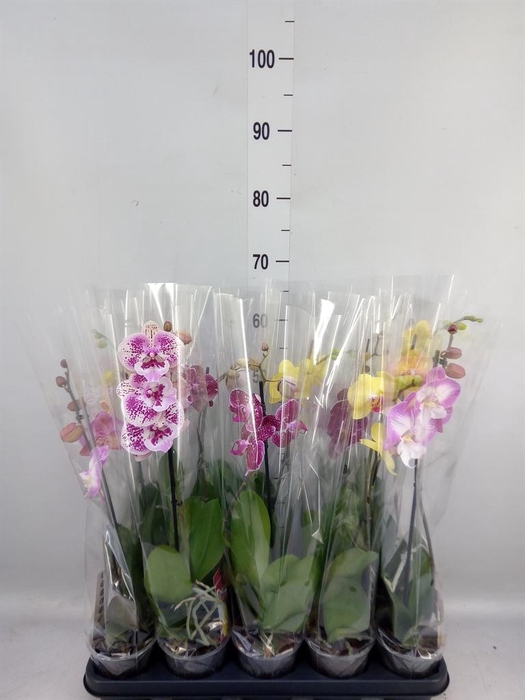 <h4>Phalaenopsis   ...mix</h4>