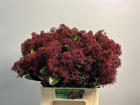 <h4>Skim J Rubella Bs</h4>