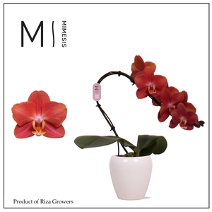Phalaenopsis Swan Orange 1 spike - 7cm in Martine White Ceramic | Mimesis