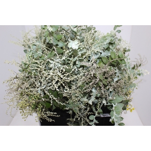 FOLHAGEM ACACIA