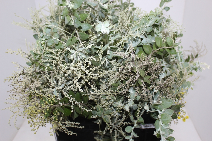 <h4>FOLHAGEM ACACIA</h4>