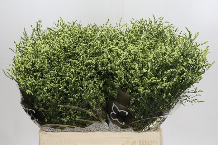 <h4>LIMONIUM SINENSIS CHINA LEMON*</h4>