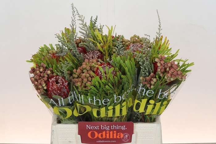 <h4>BQ Banksia Coccinea SFB</h4>